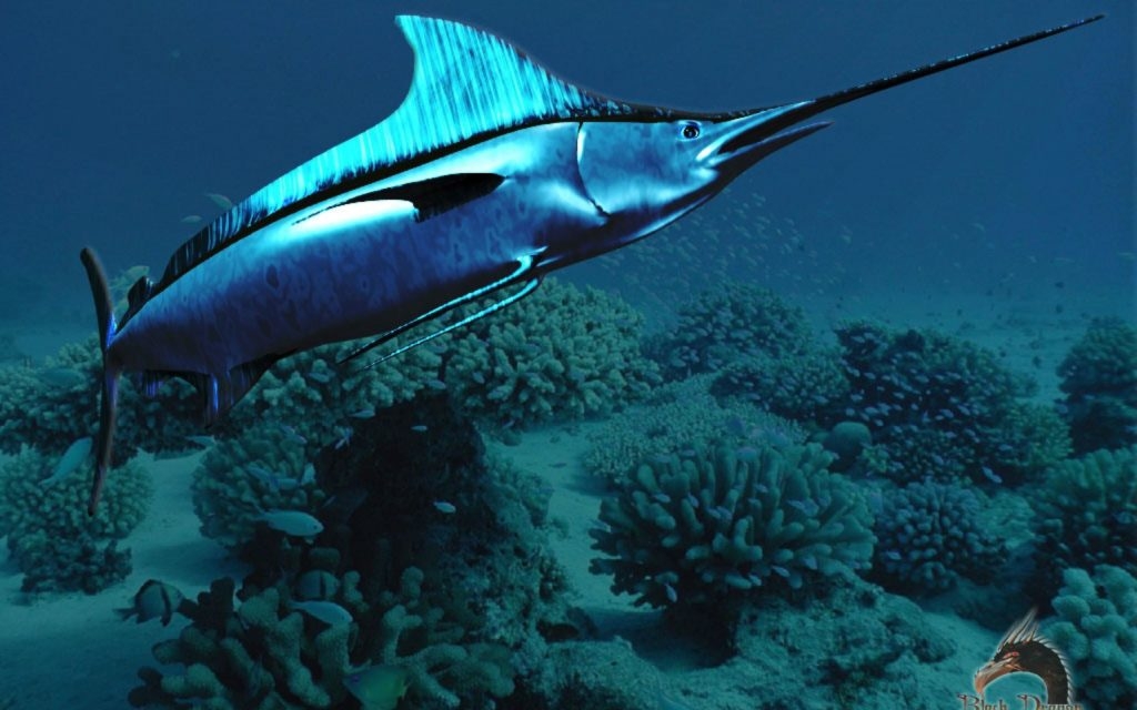 7 Swordfish Facts That We Swear Are True
