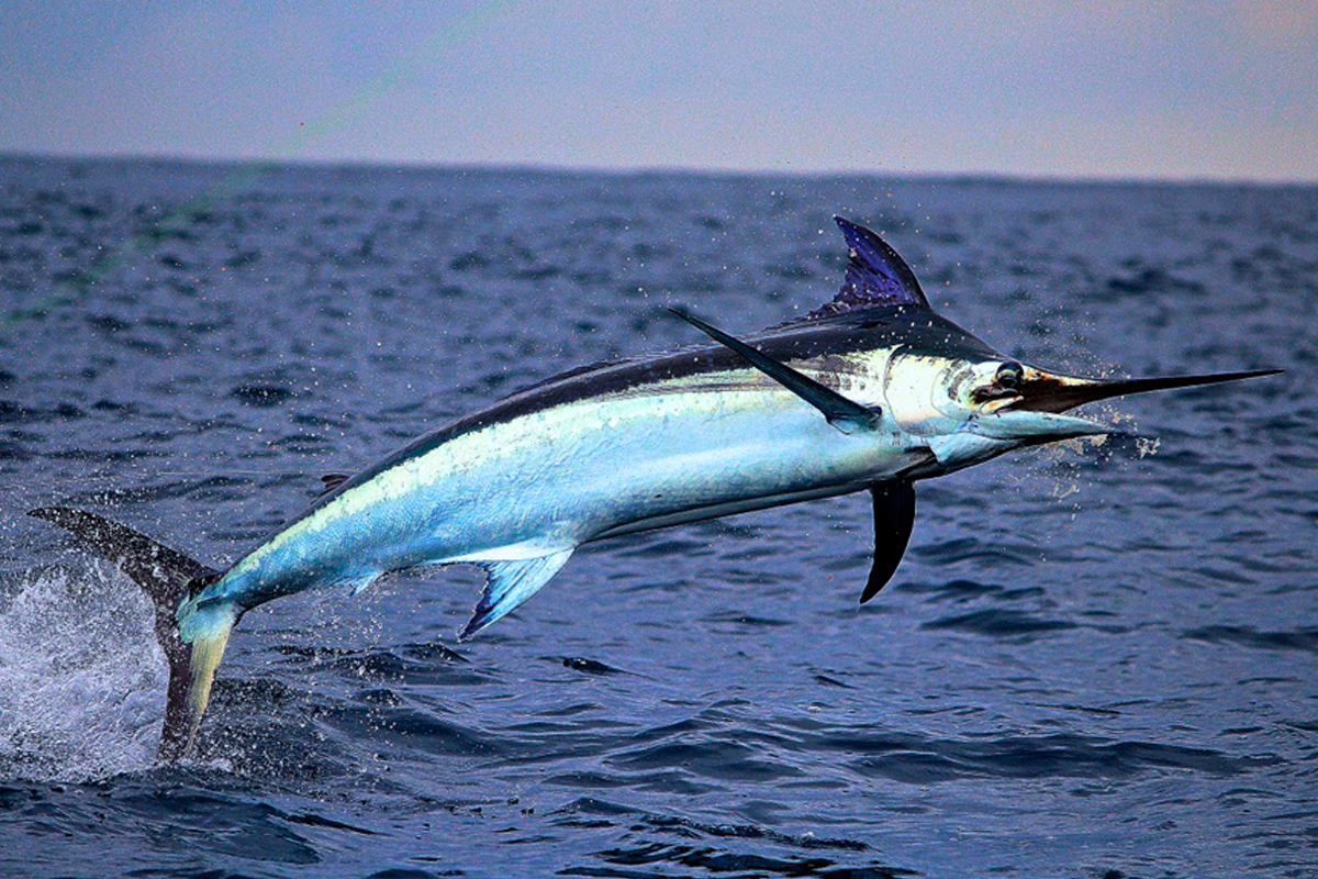 7 Swordfish Facts That We Swear Are True