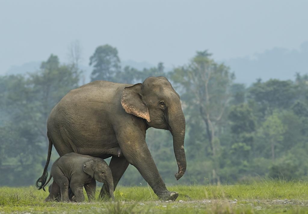 How Did Elephants Evolve Such A Large Brain Climate Change Is Part Of 